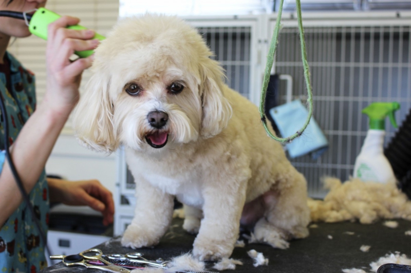 veterinaire-ST MARTIN DE PALLIERES-min_white_dog_grooming_pet_pet_grooming_salon_groomer_fur-678977